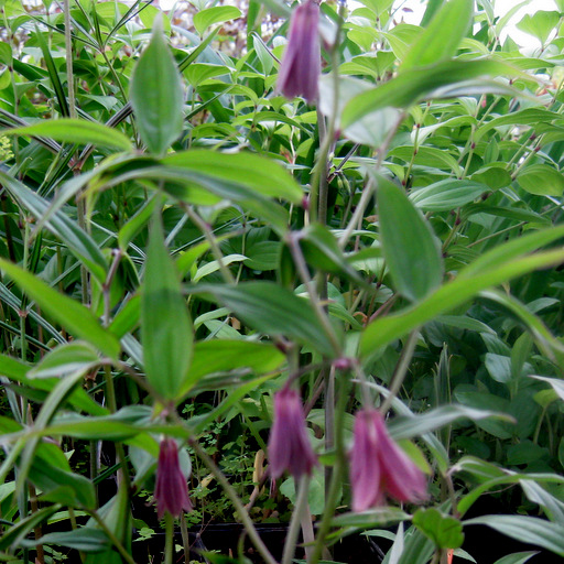 Disporopsis - Disporum