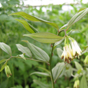 Disporum cantoniense 'Night Heron'