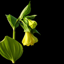 Disporum flavum (flavens?)