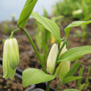 Disporum sessile 'Tight Wad'