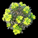 Draba athoa Euroseed 233