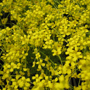 Draba bryoides