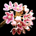 Dregea sinensis variegata