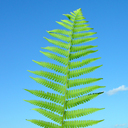 Dryopteris filix mas Male Fern Qty 24