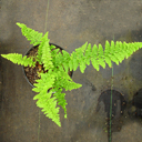 Dryopteris filix-mas 'Barnesii'