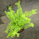 Dryopteris filix-mas 'Cristata Martinsdale'
