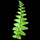 Dryopteris tokyoensis