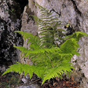 Dryopteris villarii (submontana)