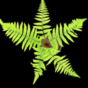 Dryopteris x remota