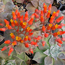 Dudleya cymosa ssp. pumila Ratko�s 98-223