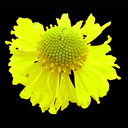 Dugaldia hoopsii