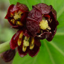 Dysosma difformis