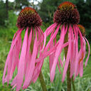 Echinacea pallida