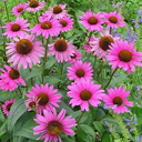 Echinacaea purpurea 'Magnus'