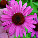 Echinacea purpurea 'Rubinstern'