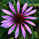 Echinacea purpurea 'Starlight'