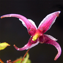 Epimedium acuminatum DJHC 842