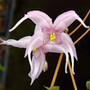 Epimedium brachyrrhizum