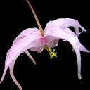 Epimedium brachyrrhizum 'Elfin Magic'