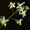 Epimedium brevicornu Cc.950224