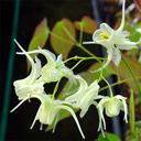 Epimedium coreanum