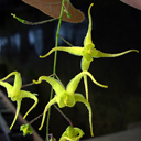 Epimedium davidii
