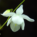 Epimedium diphyllum nanum