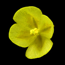 Epimedium ecalcaratum