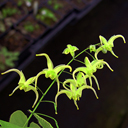 Epimedium franchetii