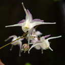 Epimedium grandiflorum 'Allba'
