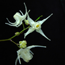 Epimedium grandiflorum 'Irene'