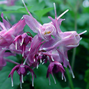 Epimedium grandiflorum �Lilofee�