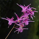 Epimedium grandiflorum 'Saxton's Purple'
