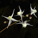 Epimedium grandiflorum 'Silver Queen'