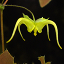 Epimedium lishihchenii Cc.950008