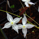 Epimedium ogisui OG 91.001