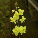 Epimedium perralderianum 'Weihenstephan'