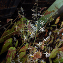 Epimedium pubescens OG 91.003