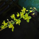 Epimedium x perralchicum 'Frohnleiten'