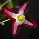 Epimedium x rubrum