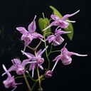 Epimedium x youngianum 'Kozakura' cc.950194