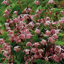 Epimedium x youngianum roseum