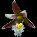Epipactus palustrus