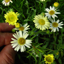 Erigeron 'chameleon'