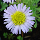 Erigeron compositus v discolor