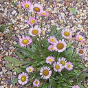 Erigeron nanus