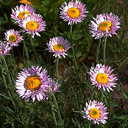 Erigeron peregrinus ssp callianthemus