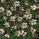 Erigeron scopulorum (scopulinus)