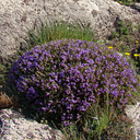 Erinacaea anthyllis (pungens)