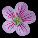 Erodium chamaedryoides roseum 'Charm'